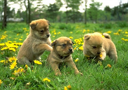 犬红眼症的处理 犬红眼症的处理