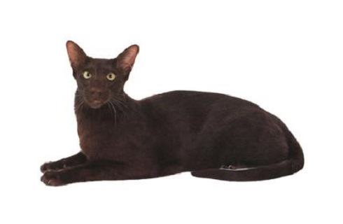 哈瓦那猫多少钱？哈瓦那猫价格多少？