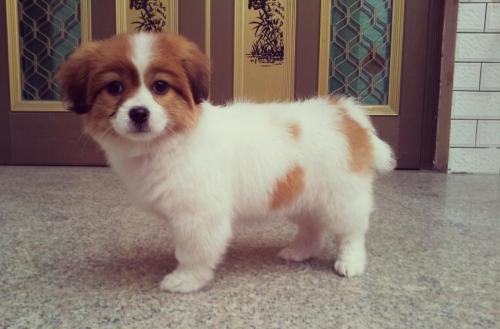 蝴蝶犬串串智商高吗？蝴蝶犬串串怎么训练？