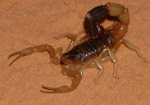 养蝎时要注意哪些问题 养蝎时要注意哪些问题