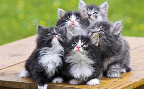 猫咪能吃巧克力吗