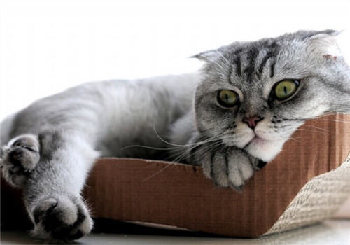 猫咪喝脏水的原因