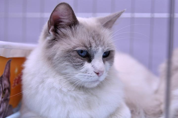 伯曼猫和布偶猫的区别