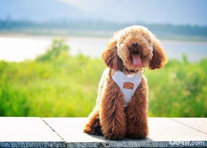 性格最温顺的狗狗都有哪些 性格最温顺的狗狗都有哪些