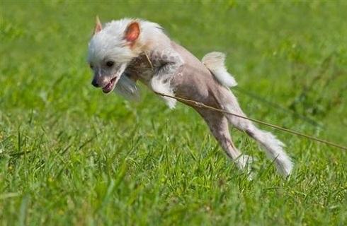 中国冠毛犬多少钱一只?中国冠毛犬价格 中国冠毛犬多少钱一只?中国冠毛犬价格