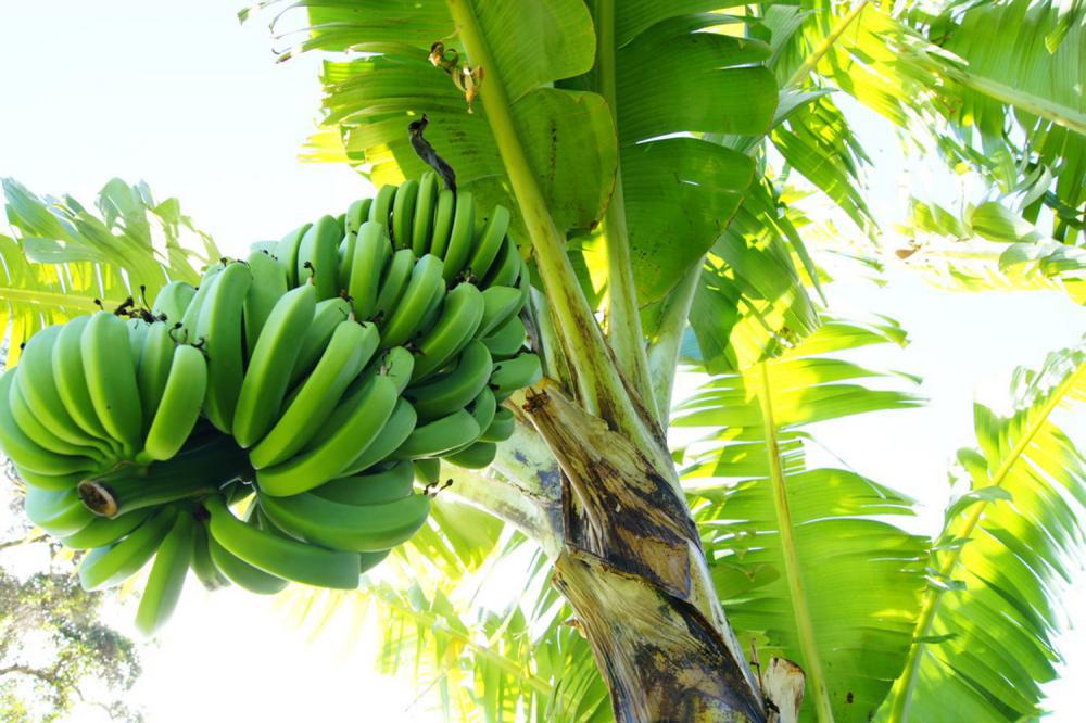 香蕉什么时候吃，不能和什么同食