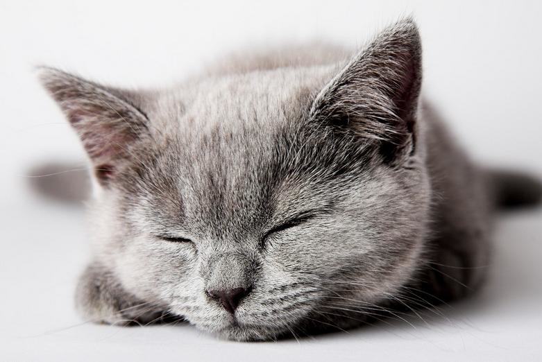 猫咪最讨厌的事情有哪些
