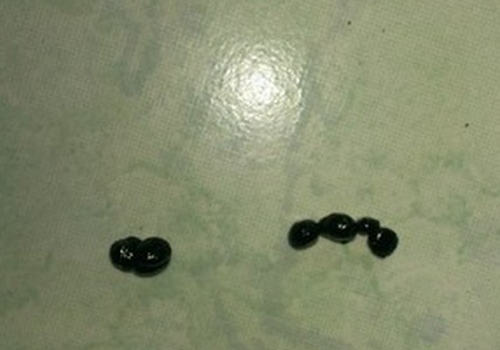 兔子毛球症与球虫症的区别