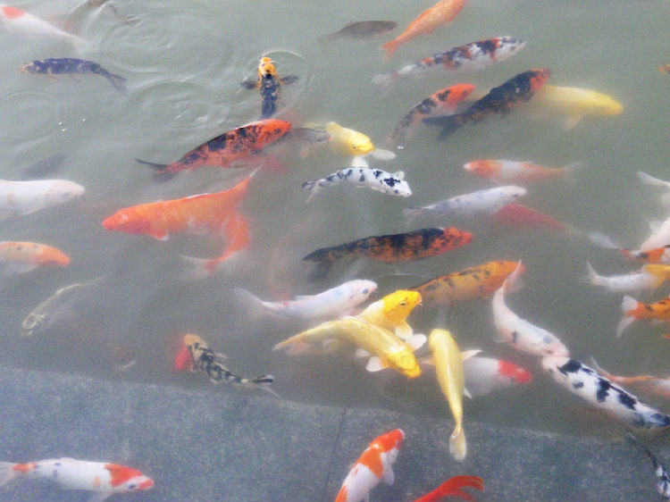 锦鲤打粉病的治疗及症状
