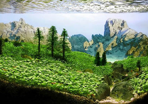 西非风格水草造景