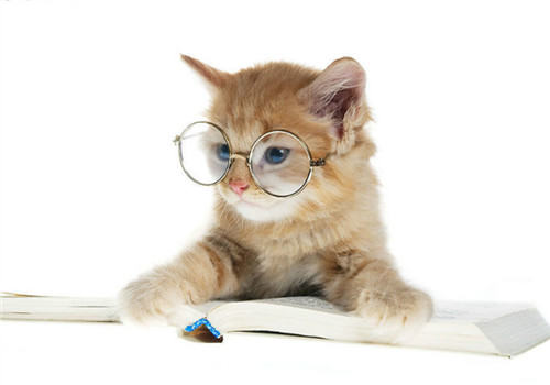 为什么幼猫要少吃猫罐头