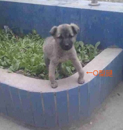 狗狗缺钙了怎么办