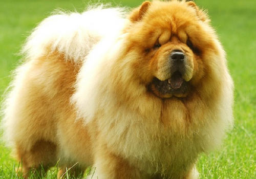 狗狗中暑不要用冰块