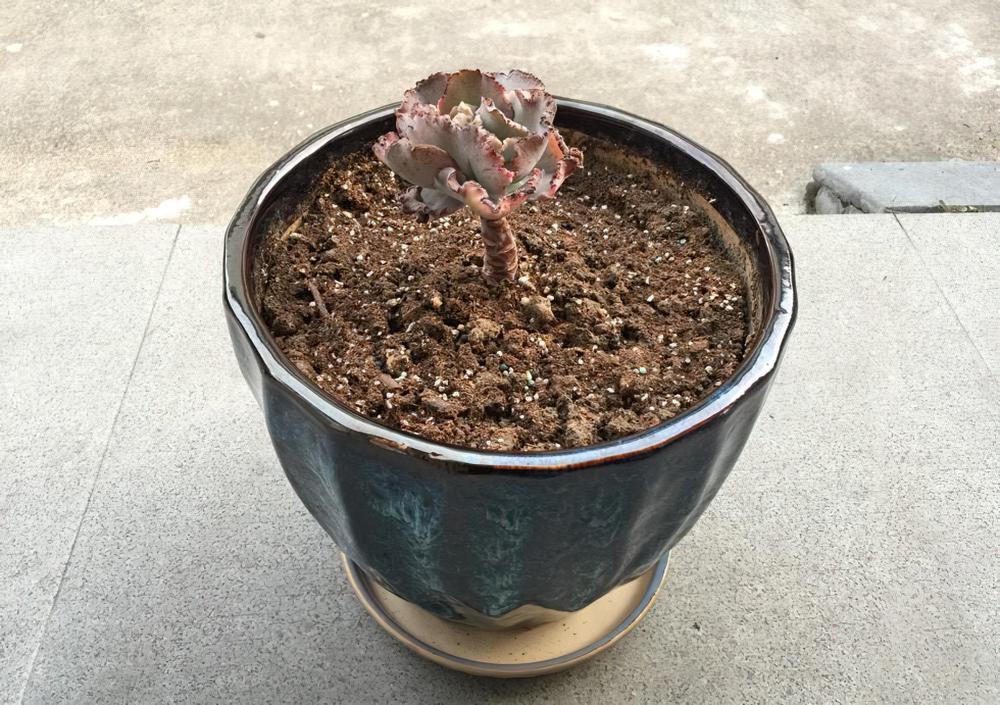 一颗花菜的励志蜕变，这样励志的包菜你是否会爱上她呢？