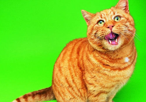 猫咪“喵喵叫”是在述说什么?