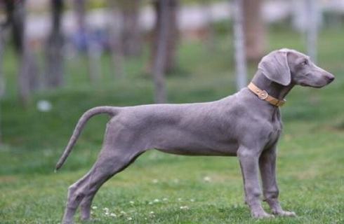 波音达猎犬的挑选标准是什么？