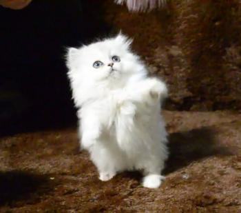 猫咪疫苗介绍 猫咪疫苗介绍