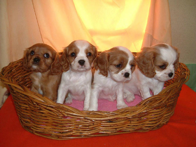 国外对于宠物活体繁殖者的分类