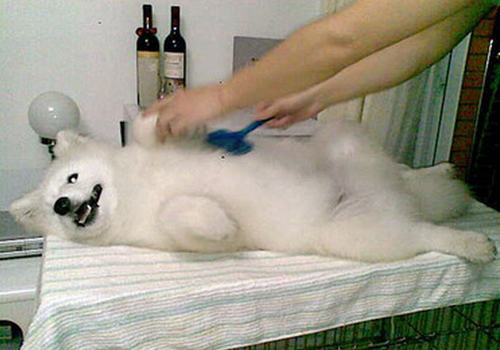 如何挑选狗狗用的梳子