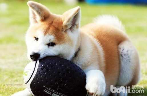 柴犬和秋田犬的区别都有哪些？