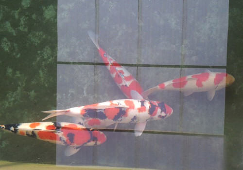 锦鲤的养殖方法 锦鲤的养殖方法