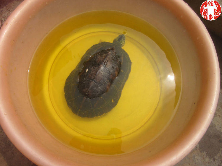 宠物龟医院护理方法 宠物龟医院护理方法