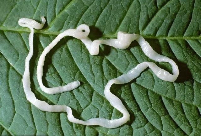 狗狗驱虫要怎么驱,驱哪些虫? 狗狗驱虫要怎么驱,驱哪些虫?