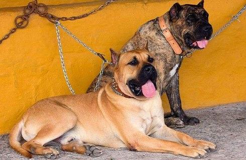 加纳利犬的缺点你能接受吗？