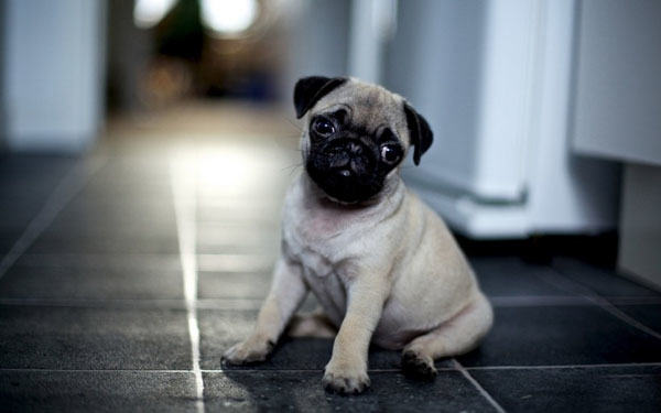 巴哥犬怎么修剪毛 巴哥犬怎么修剪毛