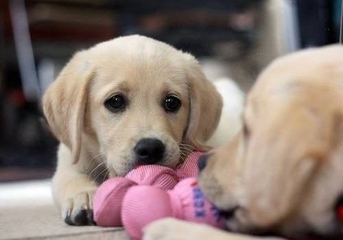 挑选狗狗的方法都有哪些