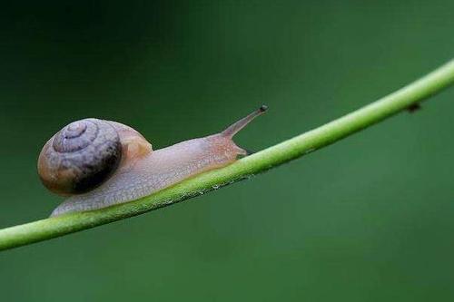 蜗牛是益虫还是害虫？蜗牛介绍