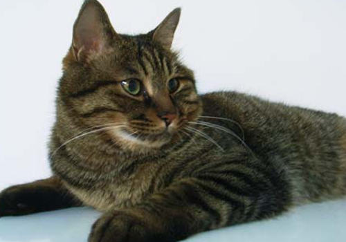 猫圆线虫病会引发哪些病症