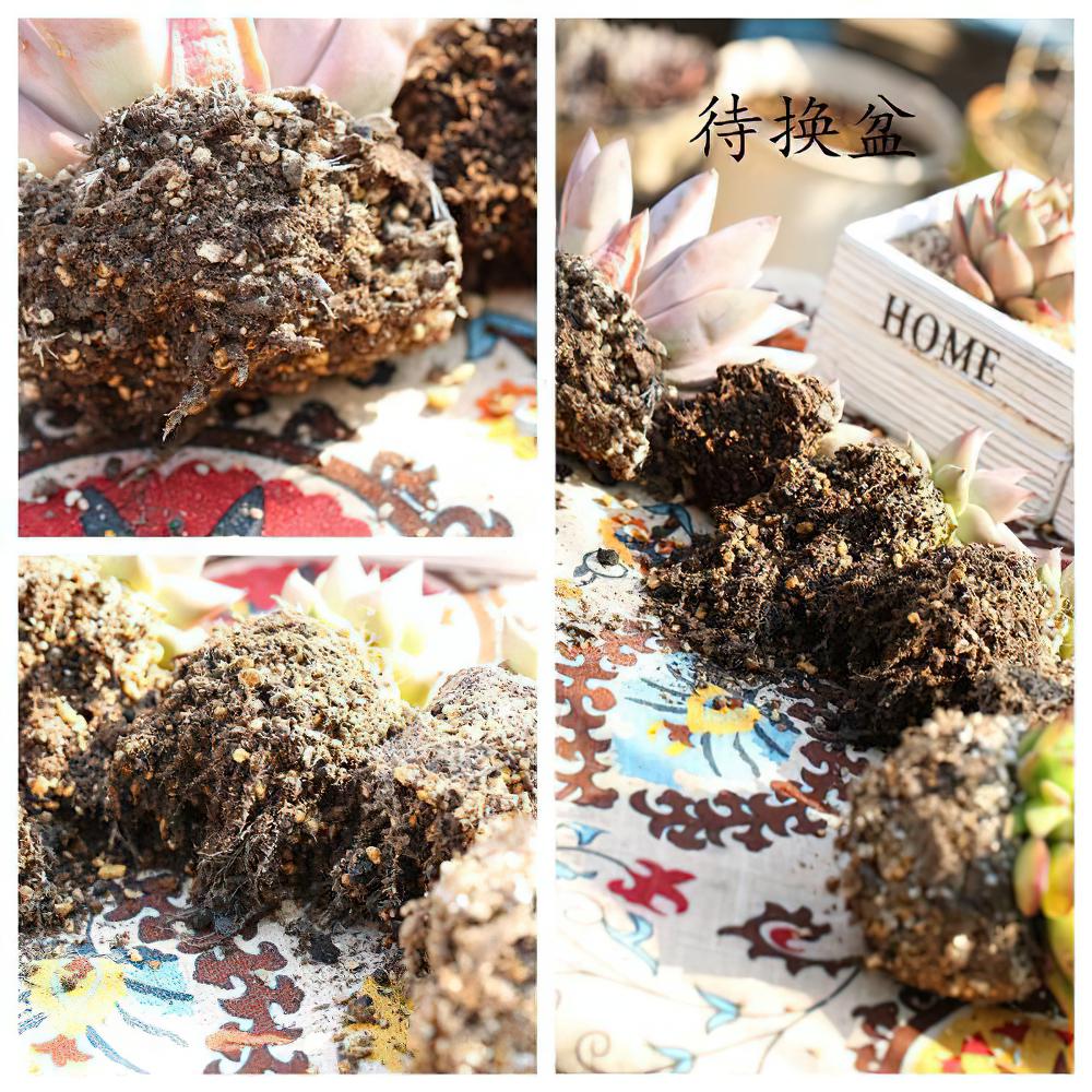 多肉生长太快？花盆开始变小？那就赶紧给这些多肉植物换盆吧！