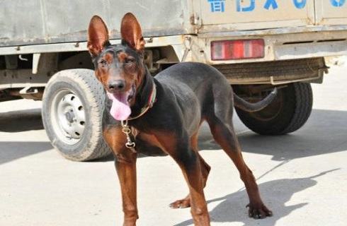 莱州红犬容易攻击人吗？莱州红犬优点和缺点