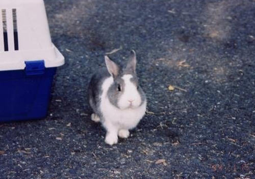 野兔与家养兔有何区别 野兔与家养兔有何区别