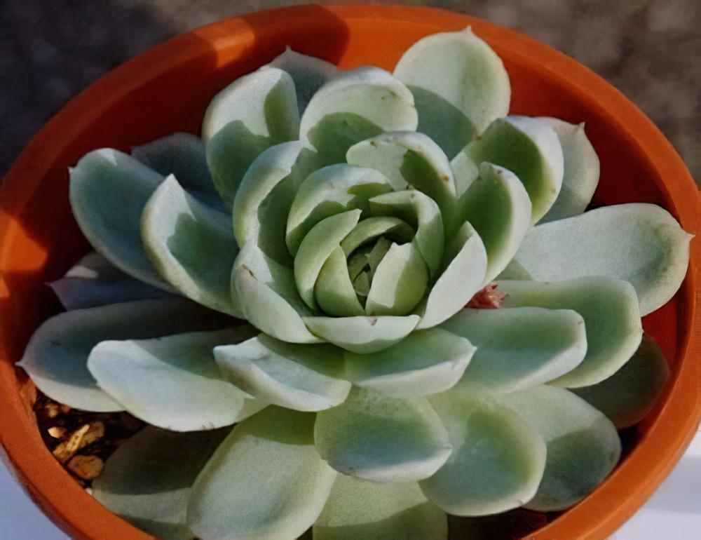 多肉植物习性及栽培要领（一）