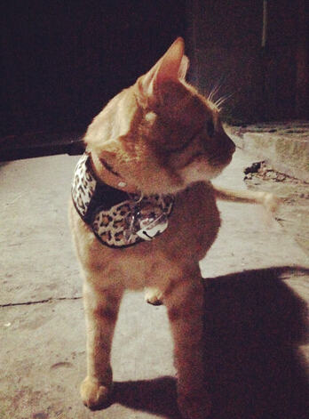 夏天到了,猫咪能剃毛吗? 夏天到了,猫咪能剃毛吗?