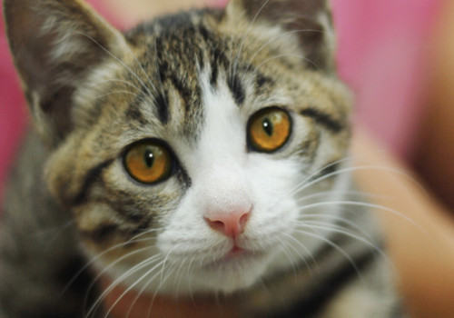 如何判断猫咪是否患有传染病