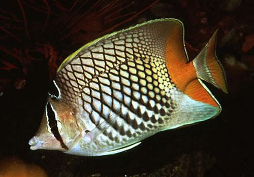 红尾蝶的喂食要点 红尾蝶的喂食要点