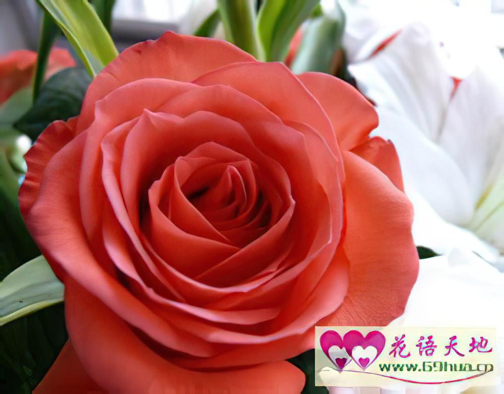 红玫瑰的花语：热恋