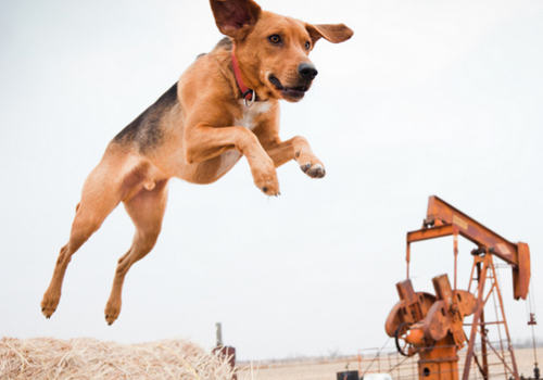 美国猎狐犬呕吐怎么办 美国猎狐犬呕吐怎么办