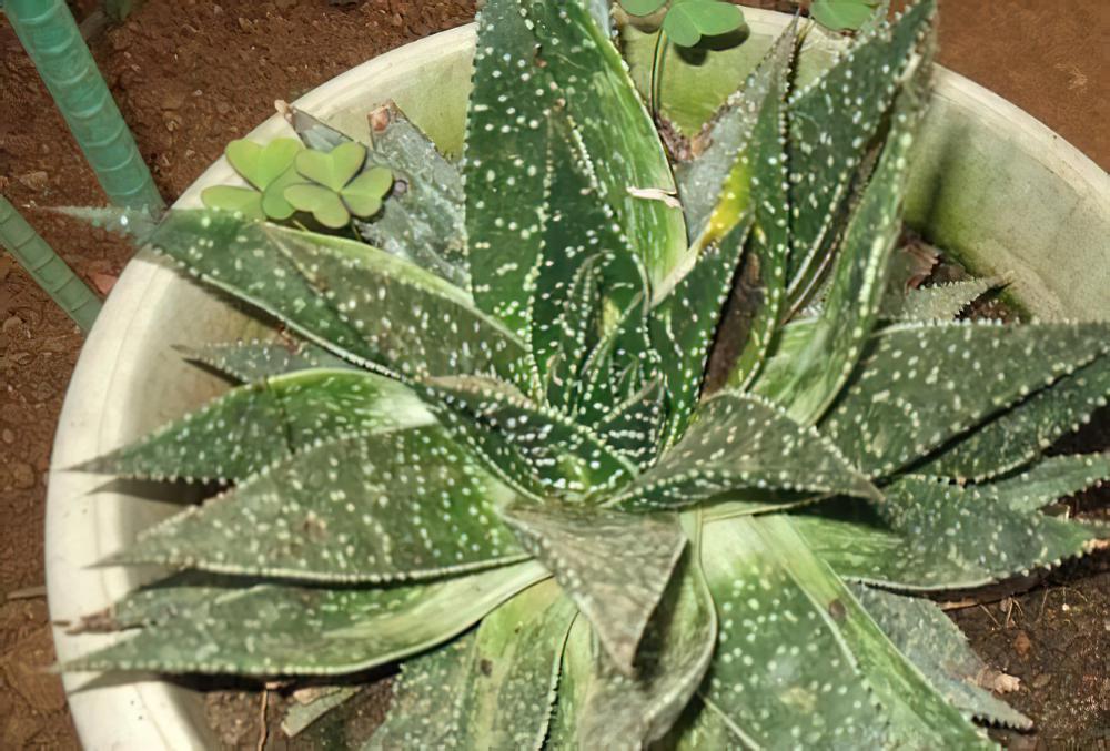 波路Gasteraloe beguinii