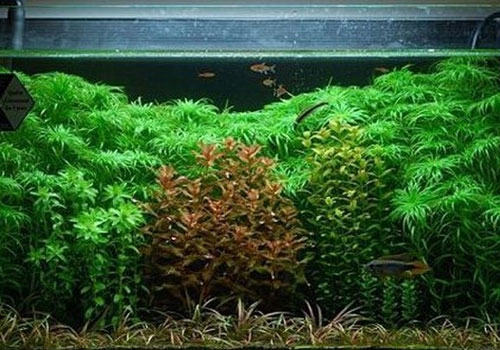 水族箱内水草摆放及配置的规则