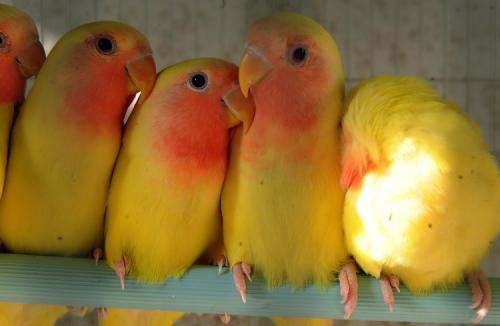 黄桃脸牡丹鹦鹉怎么养？黄桃脸牡丹鹦鹉养殖