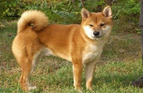 中华田园犬怎么训练？中华田园犬训练方法