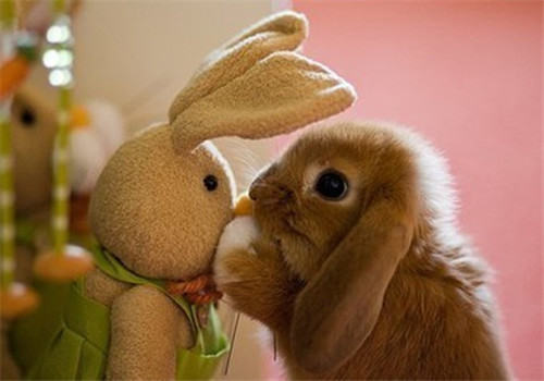 兔子也有玩玩具的能力 兔子也有玩玩具的能力