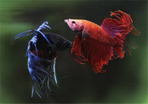 春秋两季如何预防观赏鱼白点病