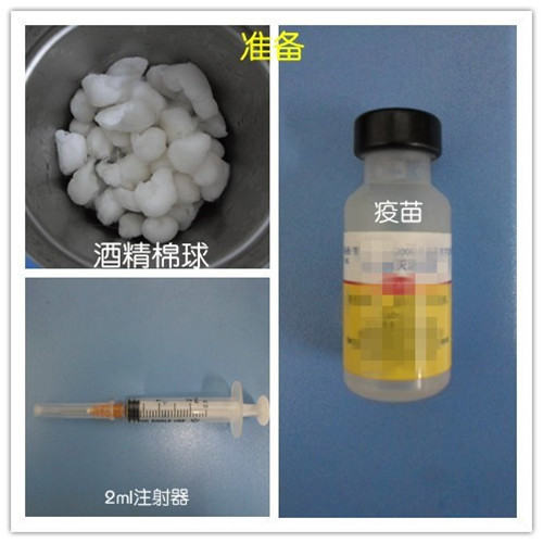 免疫—为犬猫健康保驾护航 免疫—为犬猫健康保驾护航