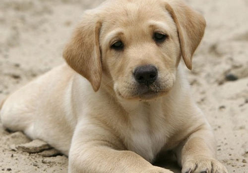 GDV对狗狗有什么影响