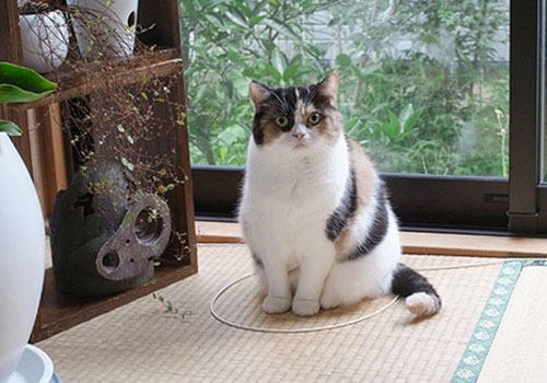 画个圈就能圈住猫咪是真的吗? 画个圈就能圈住猫咪是真的吗?